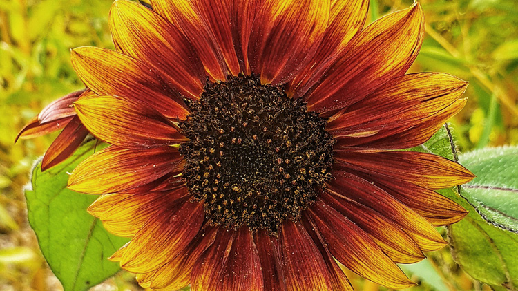 Etienne’s garden